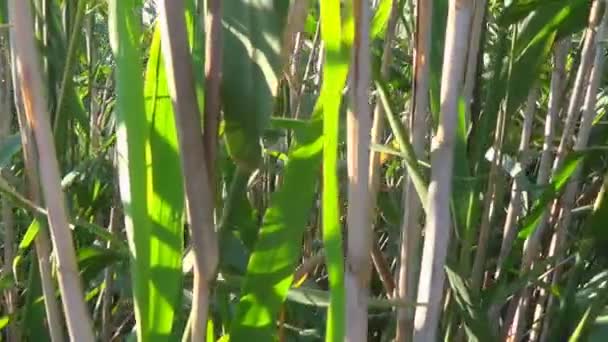 Cañas verdes a la luz del día sobre un fondo de estanque — Vídeos de Stock