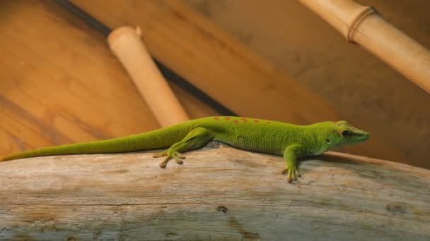 Phelsuma grandis gran lagarto verde madagascar — Vídeos de Stock