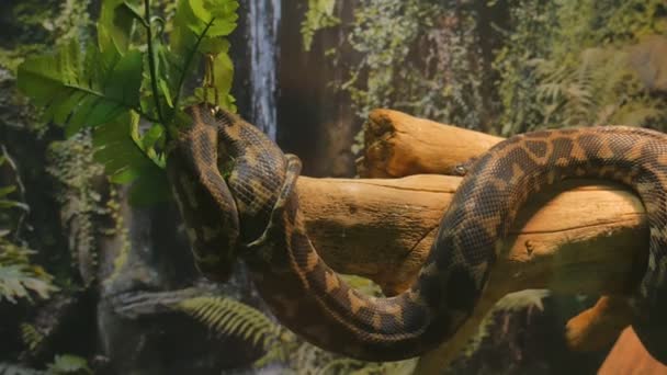 Morelia Spilota tapete rômbico python pendurado em um galho de árvore — Vídeo de Stock