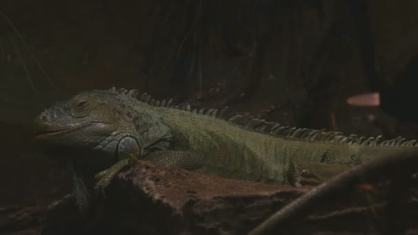 Green iguana rests calmly on the stones with sand — Stock Video