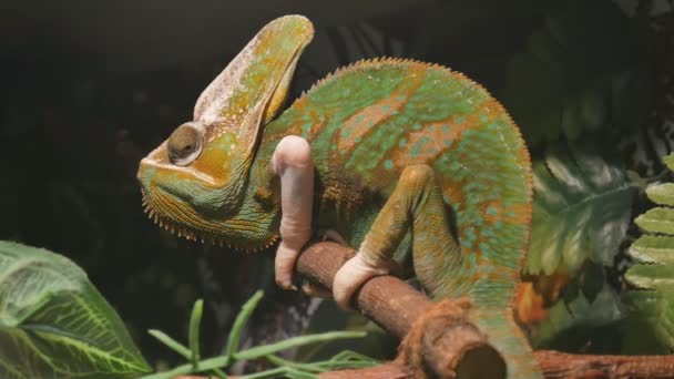 Grünliches jemenitisches Chamäleon sitzt auf einem Ast — Stockvideo