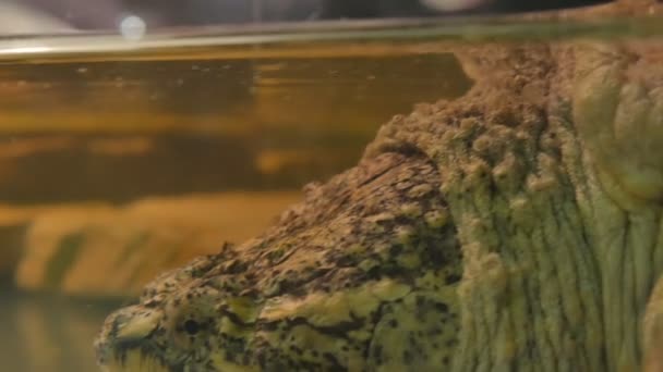 Tortue Cayman se trouve dans un étang et regarde attentivement 