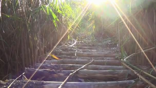 Paseo sobre la caña en el estanque — Vídeos de Stock