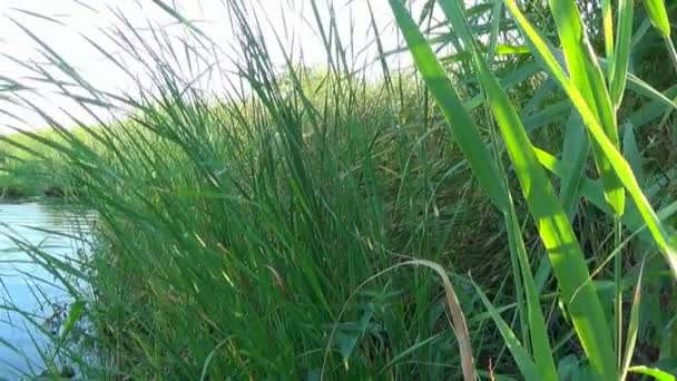 Roseaux verts en plein jour sur un fond d'étang