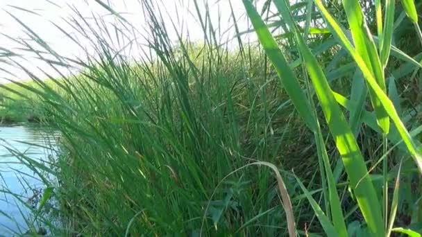 Cañas verdes a la luz del día sobre un fondo de estanque — Vídeos de Stock