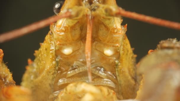 River cancer close-up. Mouth and respiratory part of crustacean in details — Stock Video