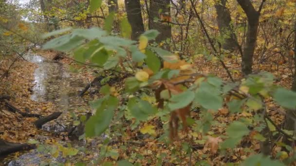 Un ruisseau dans une forêt calme est rempli de feuilles tombées. Paysage d'automne coloré 