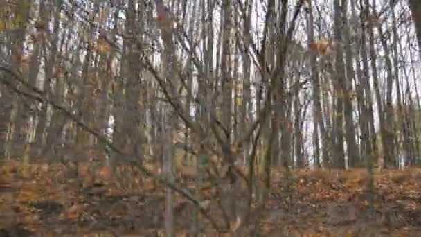 Movimento suave contra o fundo da floresta de outono. Muitas folhas caídas em um ambiente tranquilo — Vídeo de Stock