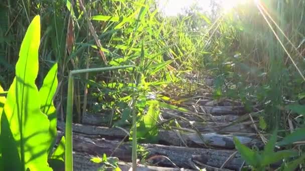 Проход через тростник у пруда — стоковое видео