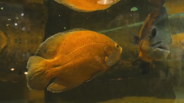 大きな水槽の中でオレンジ海水魚が泳ぐ — ストック動画