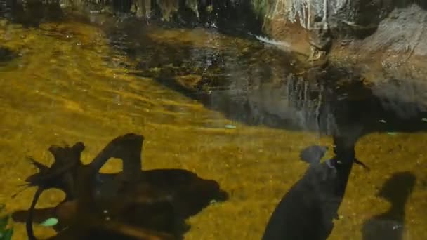 Маленький шматок води з водоспадом і рибою — стокове відео