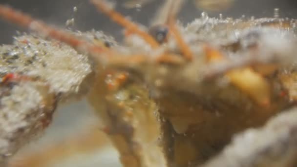 River cancer close-up. Mouth and respiratory part of crustacean in details. Big underwater monster — Stock Video