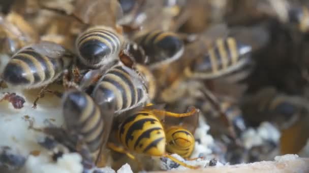 Bienen produzieren Wachs und bauen daraus Waben — Stockvideo