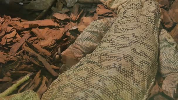 Varanus melinus o lagarto manchado amarillo — Vídeos de Stock