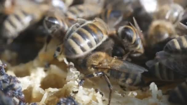 As abelhas produzem cera e constroem favos de mel a partir dela — Vídeo de Stock