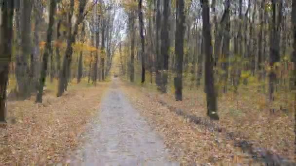 Timelapse de la circulation sur la route dans la forêt d'automne 