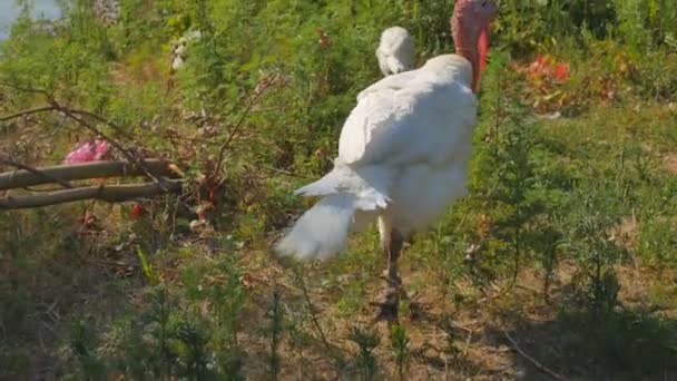 Les dindes blanches descendent l'herbe verte chaude en été avec un bec ouvert — Video