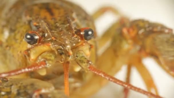 River cancer close-up. Mouth and respiratory part of crustacean in details — Stock Video