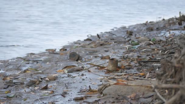 Rivage sale et bouché d'un réservoir avec des canettes rouillées et des bouteilles cassées — Video