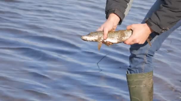Die menschliche Hand gibt Fische frei in den Gewässern frei. Hecht fand bei einem guten Fischer ein zweites Leben — Stockvideo