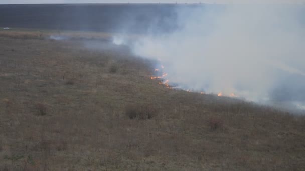 Plus grand feu en plein air, beaucoup de fumée provenant de la combustion d'arbres, d'herbe, de buissons et de roseaux 