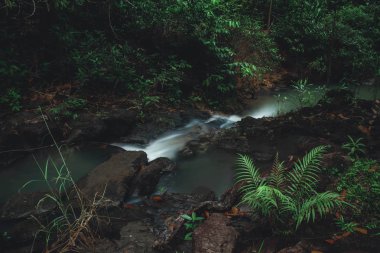 Tayland 'da Su ve Doğa ile Orman Deresi