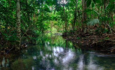 Akarsuların etrafındaki yeşil ağaçlar Tayland, Phang Nga, Koh Yao Yai ormanlarının bolluğunu temsil ediyor.