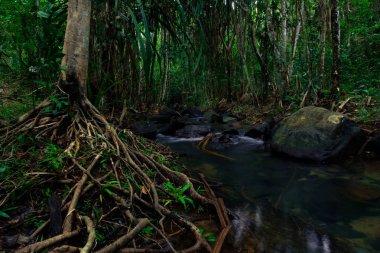 Büyük ağaçların kökleri suyu emerek yağmur ormanlarını bollaştırır. Tayland, Phang Nga, Koh Yao Yai