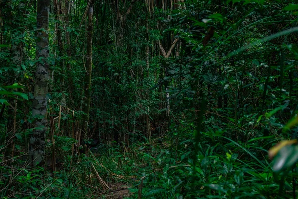 Lebat Dan Lebat Pohon Hutan Hujan Thailand — Stok Foto