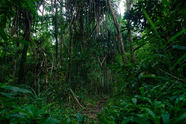 Tayland 'daki yağmur ormanlarının yemyeşil manzarası
