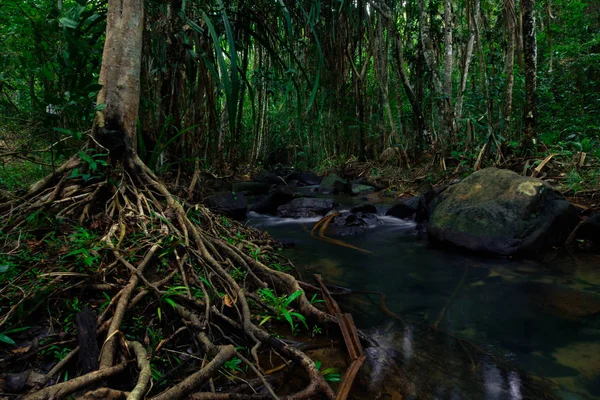 Raízes Árvores Grandes Ajudam Absorver Água Fazendo Floresta Tropical Abundant — Fotografia de Stock