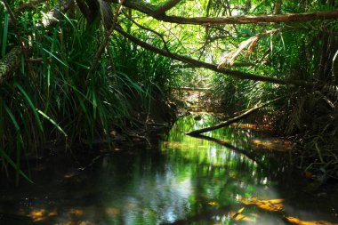 Çeşitli bitkilerle dolu Bataklık Ormanı. Daha karışık bir tür.