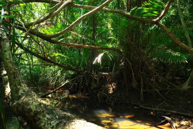 Çeşitli bitkilerle dolu Bataklık Ormanı. Daha karışık bir tür.