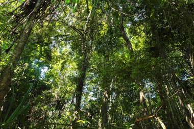 Yoğun orman yıl boyunca yemyeşil görünüyor ve yüzlerce bitki türü birbirine sıkışıyor. Tayland 'daki nemli Evergreen Ormanı
