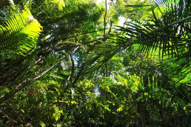 Yağmur ormanlarındaki Sago Palm 'ın alt manzarası yeşildir. Tayland Ormanı 