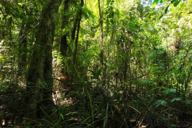Büyük bir ağaca sarılmış sarmaşık ya da destek gövdenin büyümesini sağlayan bir bağlayıcıdır..
