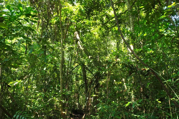 Verdadeiro Ambiente Florestal Nos Trópicos — Fotografia de Stock