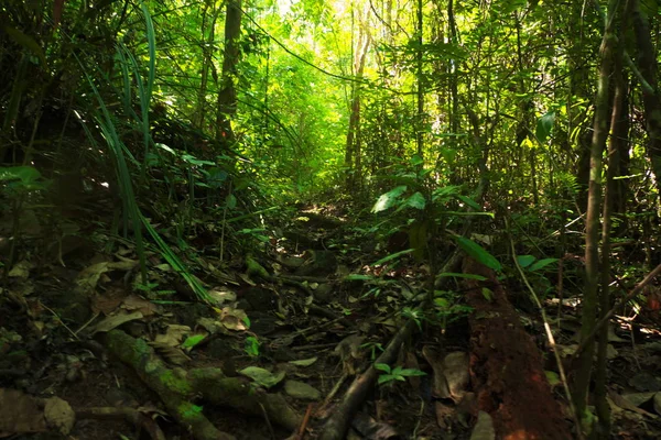 Denso Bosque Arbóreo Verde Bosques Tropicales Tailandia —  Fotos de Stock