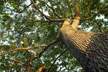 Büyük ağaç doğası yeşil ahşap güneş ışığı arka planı