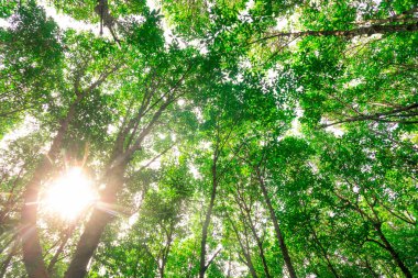 Bir mangrov ormanındaki yeşil ağaç dallarının ayrıntıları