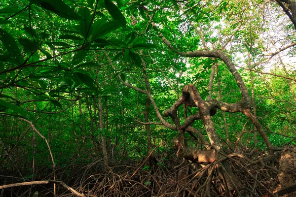 Mangrove Bosmilieu Thailand — Stockfoto