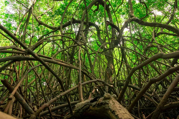 Wortels Van Mangrove Bomen Die Mangrove Bos Van Thailand Zijn — Stockfoto