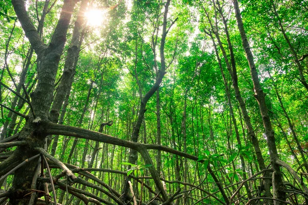 Bela Paisagem Floresta Manguezal Pela Manhã — Fotografia de Stock