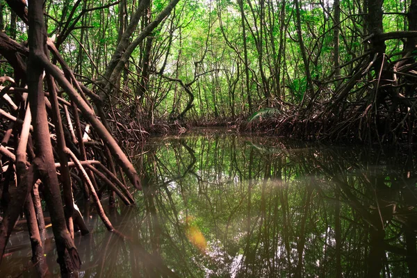 Hoge Getijden Langs Kanalen Van Het Mangrovebos — Stockfoto