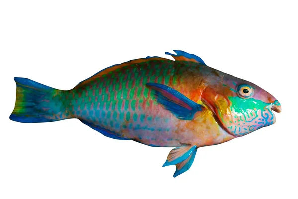 Parrot Fish Isolated White Background — Stock Photo, Image