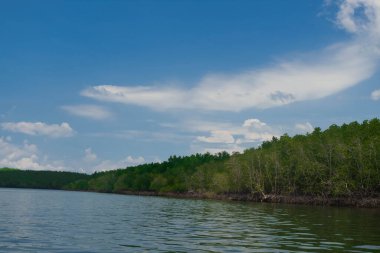 Tayland 'daki Mangrove ağaç ormanları.