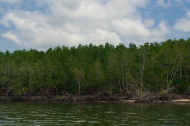 Mangrov ormanlarının yemyeşil suları kıyıda.