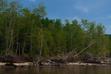 Tropikal yoğun mangrov ağacının bataklıktaki doğal sel ormanı. Mangrove Bataklığı birçok balık türü için çocuk yuvası olarak bilinir.