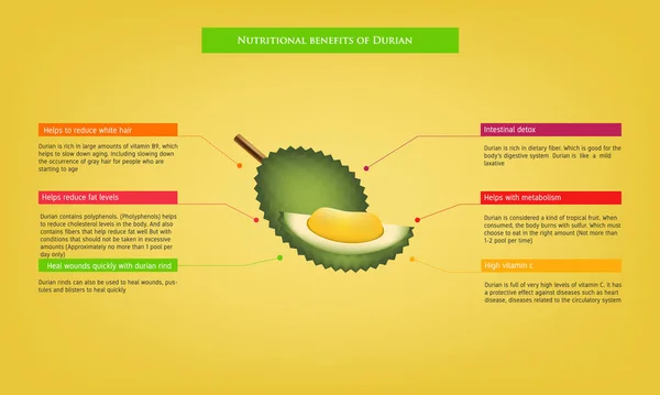 Durian Infographic 'in Avokado Meyvesi' ndeki besinler ve tarımsal vektör çizimi besin ve sağlıklı yiyecekler hakkındaki besinsel faydaları