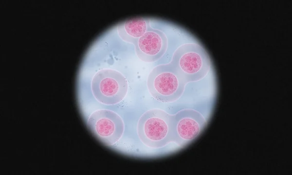 显微镜下三维图像下的细胞分裂或细胞治疗 — 图库照片
